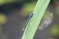 Coenagrion puella