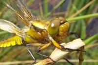 Libellula depressa