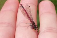 Pyrrhosoma nymphula