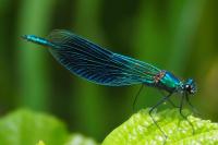 Calopteryx splendens