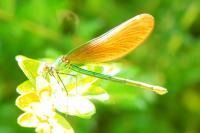 Calopteryx virgo