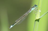 Ischnura elegans