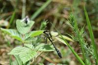 Gomphus vulgatissimus