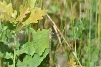 Gomphus pulchellus