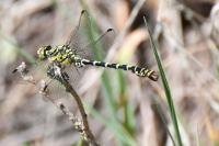 Onychogomphus forcipatus