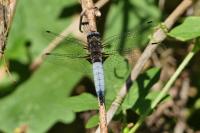 Libellula fulva