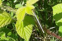 Platycnemis pennipes