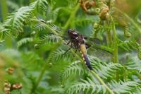 Libellula depressa