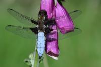 Libellula depressa