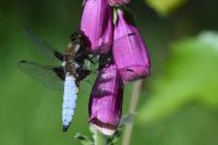 Libellula depressa