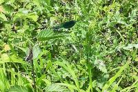 Calopteryx splendens