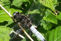 Libellula fulva