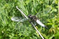 Libellula fulva