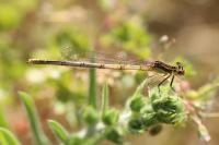 Platycnemis pennipes
