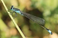 Ischnura elegans