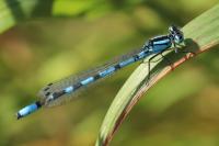 Enallagma cyathigerum