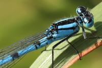 Enallagma cyathigerum