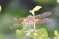 Libellula quadrimaculata