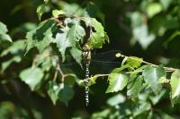 Aeshna cyanea