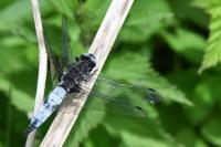 Libellula fulva