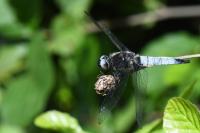 Libellula fulva