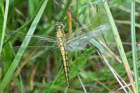 Orthetrum cancellatum