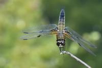 Libellula quadrimaculata