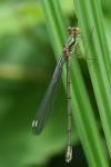 Chalcolestes viridis