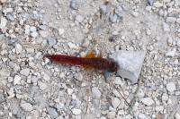 Crocothemis erythraea