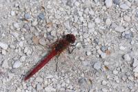 Sympetrum fonscolombii