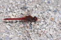 Sympetrum fonscolombii