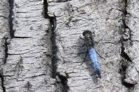 Orthetrum cancellatum