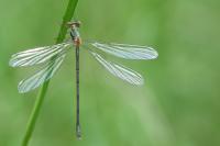 Chalcolestes viridis