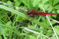 Crocothemis erythraea