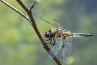 Libellula quadrimaculata