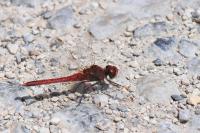 Sympetrum fonscolombii