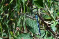 Anax imperator