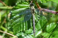 Gomphus pulchellus