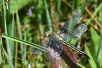 Gomphus pulchellus