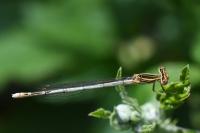Platycnemis pennipes