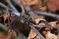 Orthetrum cancellatum