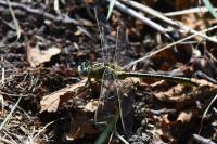 Gomphus pulchellus