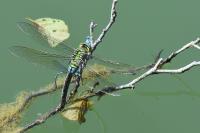 Anax imperator