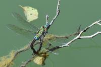 Anax imperator