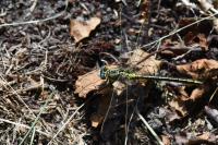 Gomphus pulchellus