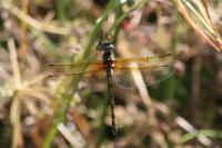 Oxygastra curtisii