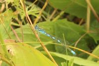 Coenagrion scitulum