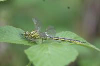 Gomphus pulchellus