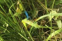 Calopteryx virgo