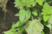 Coenagrion pulchellum